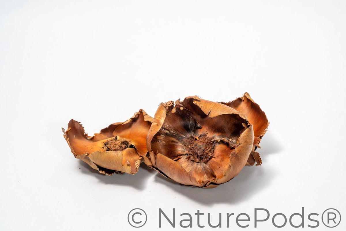 Coco Flowers (Dried Palm Caps)
