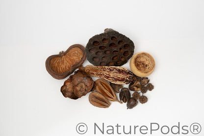 Assorted Botanical Seed Pod Pack