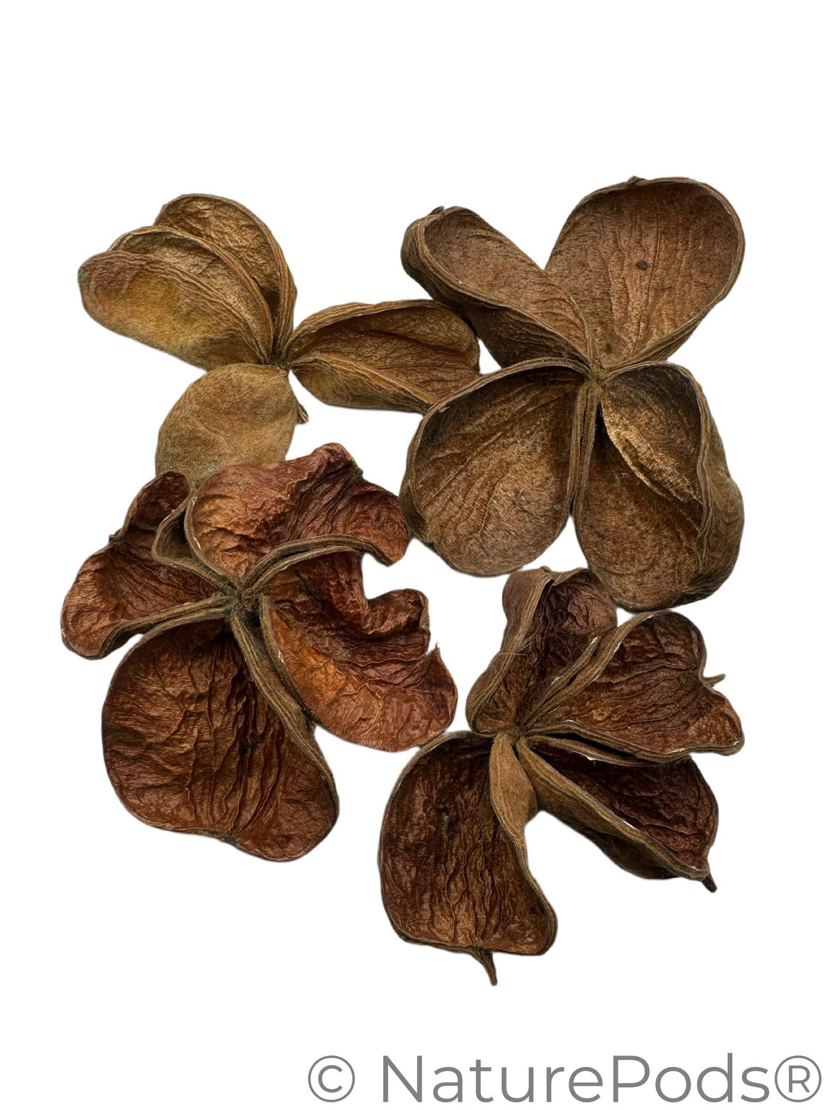 Land Lotus Pod