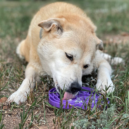 Water Frog eTray - Shallow Slow Feeder Dog Bowl for Enrichment | USA Made
