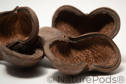 Jungle Pod /Split Nut Pod