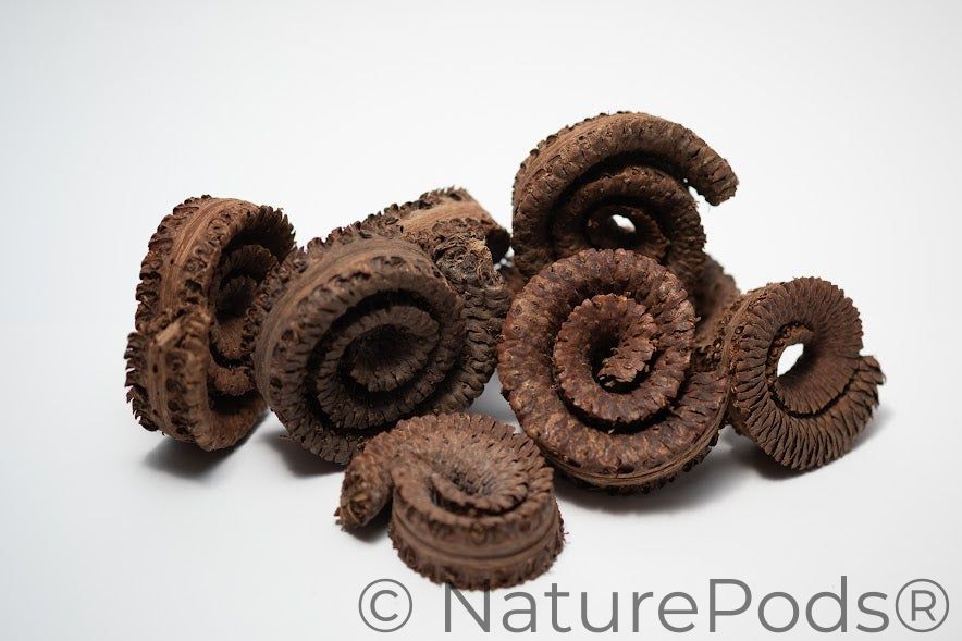 Palm Tail Spring
