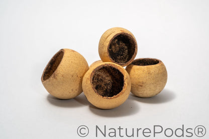 Large Bell Cups