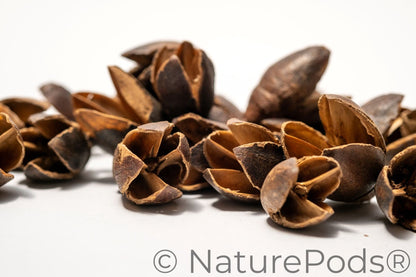 Bakuli Pods