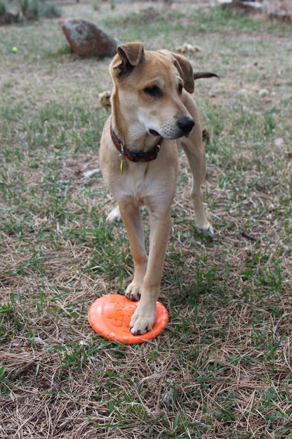Bottle Top Flyer Rubber Frisbee for Dogs | Orange | Vet Approved | USA Made