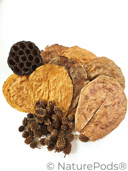 Aquarium Botanical Tannin Pack - Catappa Leaves, Casuarina Cones, Lotus Seed Pod