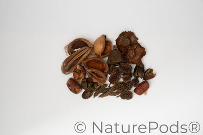 Assorted Mini/Nano Botanical Seed Pod Pack