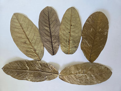Dried Guava Leaves - 25 pack